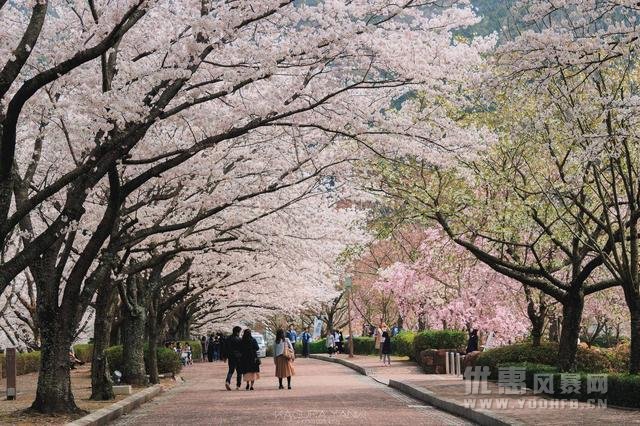 日本最古风城市，满足你对唐朝的所有幻想