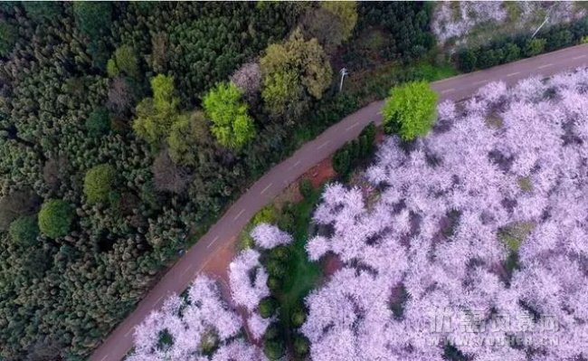 贵州平坝农场，一个养在深闺的樱花基地！