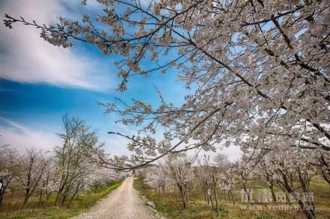 贵州平坝农场，一个养在深闺的樱花基地！