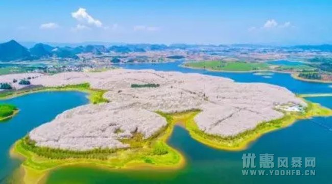 贵州平坝农场，一个养在深闺的樱花基地！