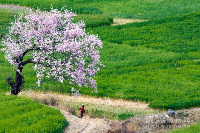 这个三月，西藏林芝桃花节向你敞开怀抱！