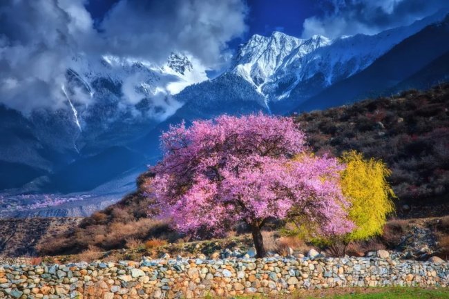 这个三月，西藏林芝桃花节向你敞开怀抱！