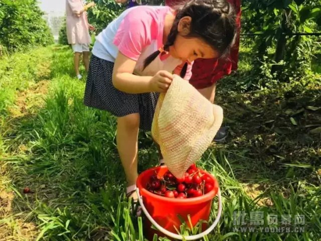 成都首届樱桃节，大人限时优惠小孩享免费