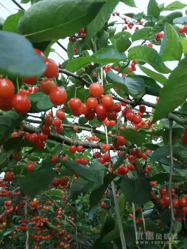 成都首届樱桃节，大人限时优惠小孩享免费