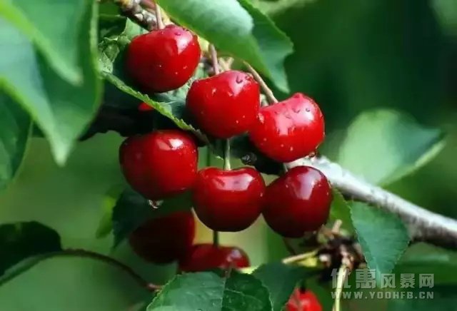 成都首届樱桃节，大人限时优惠小孩享免费