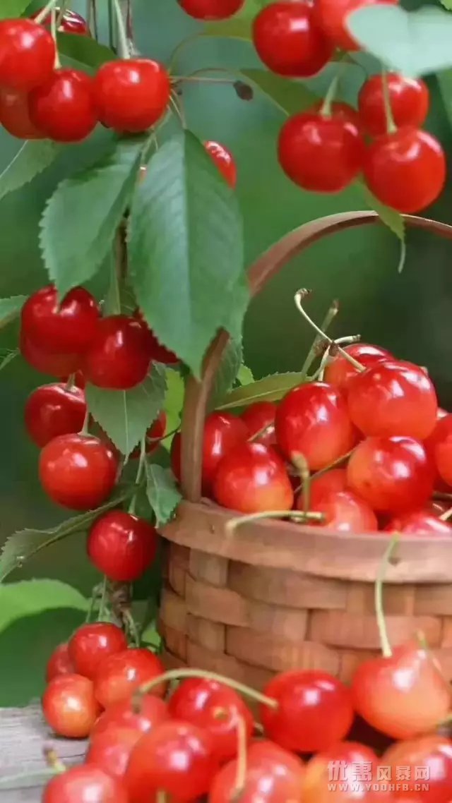 成都首届樱桃节，大人限时优惠小孩享免费