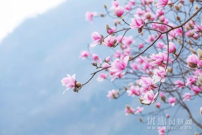 成都私藏粉色花海，省钱贴心福利让你美到犯规！