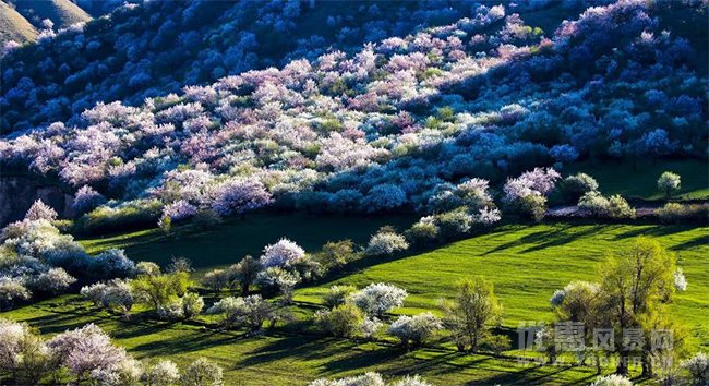 新疆多家景区推出免费、半价门票优惠活动福利！