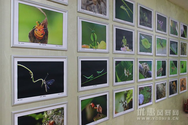 西双版纳望天树、雨林之行 暑假旅游优惠活动