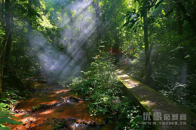 西双版纳望天树、雨林之行 暑假旅游优惠活动