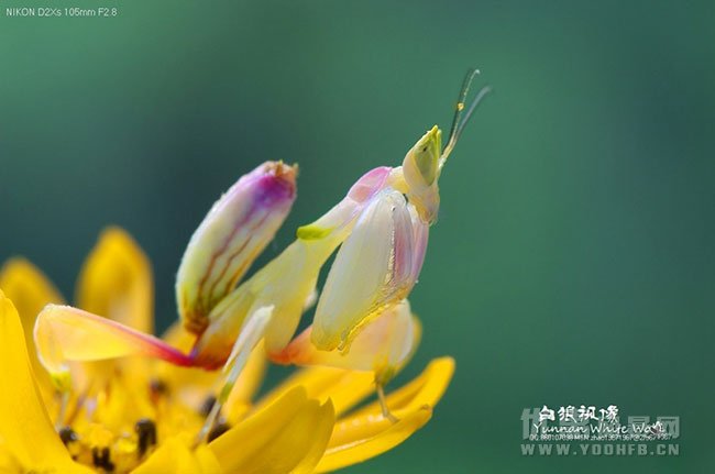 西双版纳望天树、雨林之行 暑假旅游优惠活动