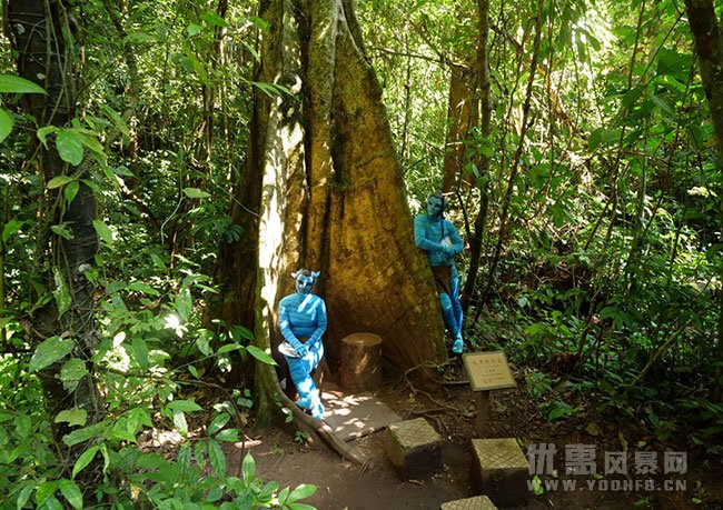 西双版纳望天树、雨林之行 暑假旅游优惠活动