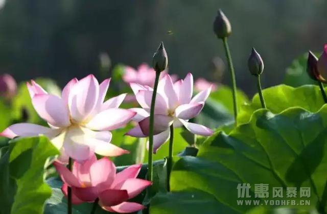 都江堰“消夏啤酒节” 美食六五折优惠活动