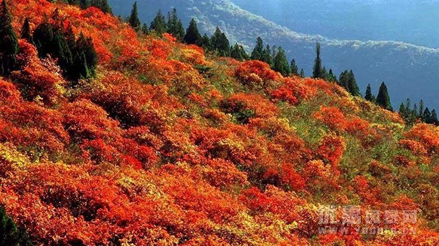 郑州附近红叶景区门票优惠活动