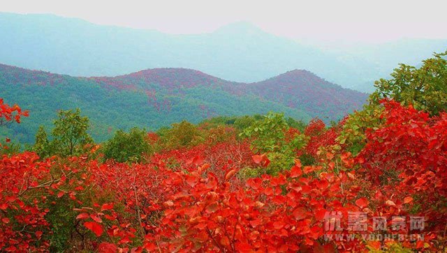 郑州附近红叶景区门票优惠活动