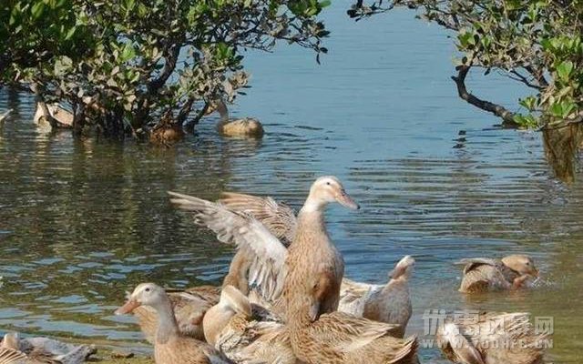 广西北部湾海鸭蛋优惠活动