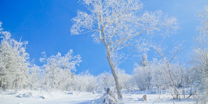 上海-哈尔滨+亚布力滑雪+雪乡+牡丹江5日游